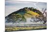 Oak Hills and Mist, Petaluma Backroads, Sonoma County-Vincent James-Mounted Photographic Print