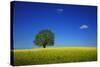 Oak in a Blossoming Rape Field Near Ottendorf-Uwe Steffens-Stretched Canvas