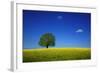 Oak in a Blossoming Rape Field Near Ottendorf-Uwe Steffens-Framed Photographic Print