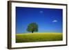 Oak in a Blossoming Rape Field Near Ottendorf-Uwe Steffens-Framed Photographic Print