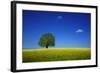 Oak in a Blossoming Rape Field Near Ottendorf-Uwe Steffens-Framed Photographic Print