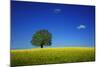 Oak in a Blossoming Rape Field Near Ottendorf-Uwe Steffens-Mounted Photographic Print