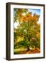 Oak in autumn-Philippe Sainte-Laudy-Framed Photographic Print