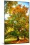 Oak in autumn-Philippe Sainte-Laudy-Mounted Photographic Print