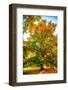 Oak in autumn-Philippe Sainte-Laudy-Framed Photographic Print