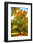 Oak in autumn-Philippe Sainte-Laudy-Framed Photographic Print