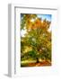 Oak in autumn-Philippe Sainte-Laudy-Framed Photographic Print