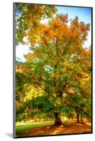 Oak in autumn-Philippe Sainte-Laudy-Mounted Photographic Print