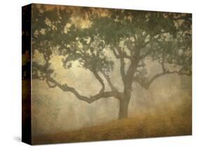 Oak in Fog Study 13-William Guion-Stretched Canvas