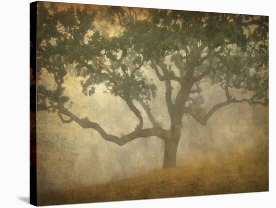 Oak in Fog Study 13-William Guion-Stretched Canvas