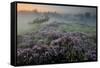 Oak in Heather at sunrise, Klein Schietveld, Belgium-Bernard Castelein-Framed Stretched Canvas