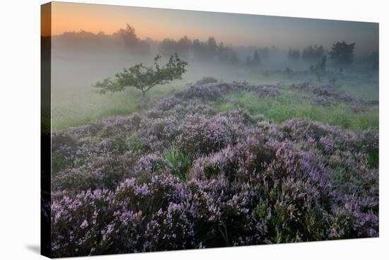 Oak in Heather at sunrise, Klein Schietveld, Belgium-Bernard Castelein-Stretched Canvas