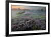 Oak in Heather at sunrise, Klein Schietveld, Belgium-Bernard Castelein-Framed Photographic Print