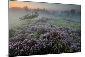 Oak in Heather at sunrise, Klein Schietveld, Belgium-Bernard Castelein-Mounted Photographic Print
