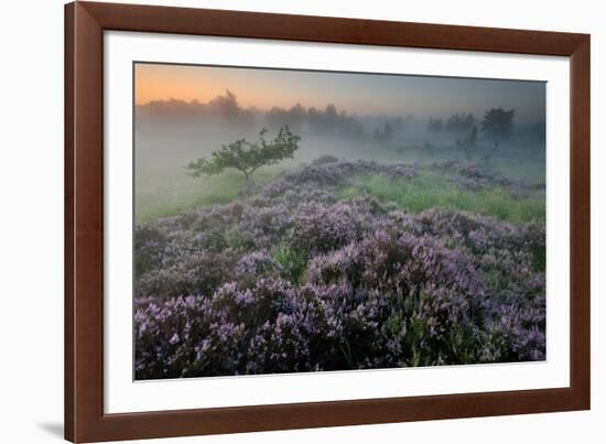 Oak in Heather at sunrise, Klein Schietveld, Belgium-Bernard Castelein-Framed Photographic Print