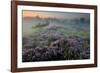 Oak in Heather at sunrise, Klein Schietveld, Belgium-Bernard Castelein-Framed Photographic Print