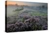 Oak in Heather at sunrise, Klein Schietveld, Belgium-Bernard Castelein-Stretched Canvas