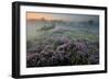 Oak in Heather at sunrise, Klein Schietveld, Belgium-Bernard Castelein-Framed Photographic Print