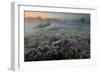 Oak in Heather at sunrise, Klein Schietveld, Belgium-Bernard Castelein-Framed Photographic Print