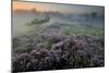 Oak in Heather at sunrise, Klein Schietveld, Belgium-Bernard Castelein-Mounted Photographic Print