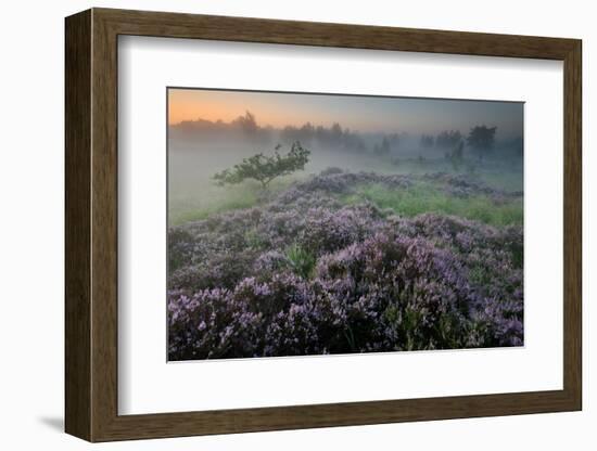 Oak in Heather at sunrise, Klein Schietveld, Belgium-Bernard Castelein-Framed Photographic Print