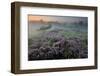 Oak in Heather at sunrise, Klein Schietveld, Belgium-Bernard Castelein-Framed Photographic Print