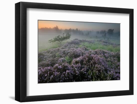 Oak in Heather at sunrise, Klein Schietveld, Belgium-Bernard Castelein-Framed Photographic Print