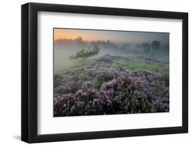 Oak in Heather at sunrise, Klein Schietveld, Belgium-Bernard Castelein-Framed Photographic Print