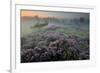 Oak in Heather at sunrise, Klein Schietveld, Belgium-Bernard Castelein-Framed Photographic Print