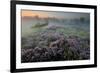 Oak in Heather at sunrise, Klein Schietveld, Belgium-Bernard Castelein-Framed Photographic Print