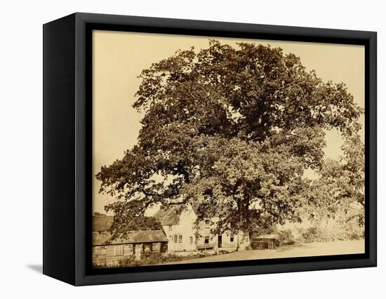 Oak in Summer-Edward Fox-Framed Stretched Canvas