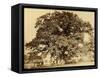 Oak in Summer-Edward Fox-Framed Stretched Canvas