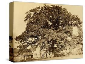 Oak in Summer-Edward Fox-Stretched Canvas
