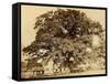 Oak in Summer-Edward Fox-Framed Stretched Canvas