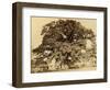 Oak in Summer-Edward Fox-Framed Photographic Print