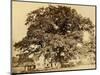 Oak in Summer-Edward Fox-Mounted Photographic Print