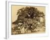 Oak in Summer-Edward Fox-Framed Photographic Print