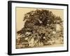 Oak in Summer-Edward Fox-Framed Photographic Print