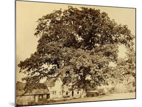 Oak in Summer-Edward Fox-Mounted Photographic Print