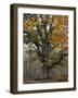 Oak in the Urwald Sababurg, Reinhardswald, Hessia, Germany-Michael Jaeschke-Framed Photographic Print