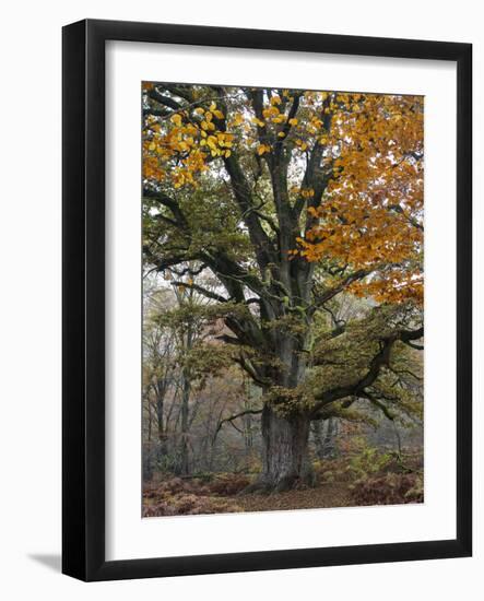 Oak in the Urwald Sababurg, Reinhardswald, Hessia, Germany-Michael Jaeschke-Framed Photographic Print