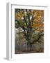 Oak in the Urwald Sababurg, Reinhardswald, Hessia, Germany-Michael Jaeschke-Framed Photographic Print