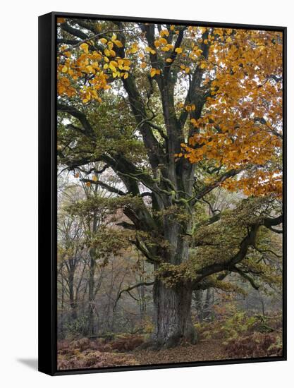 Oak in the Urwald Sababurg, Reinhardswald, Hessia, Germany-Michael Jaeschke-Framed Stretched Canvas