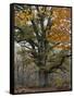 Oak in the Urwald Sababurg, Reinhardswald, Hessia, Germany-Michael Jaeschke-Framed Stretched Canvas