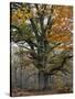 Oak in the Urwald Sababurg, Reinhardswald, Hessia, Germany-Michael Jaeschke-Stretched Canvas