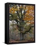 Oak in the Urwald Sababurg, Reinhardswald, Hessia, Germany-Michael Jaeschke-Framed Stretched Canvas