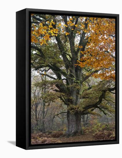 Oak in the Urwald Sababurg, Reinhardswald, Hessia, Germany-Michael Jaeschke-Framed Stretched Canvas