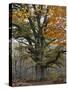 Oak in the Urwald Sababurg, Reinhardswald, Hessia, Germany-Michael Jaeschke-Stretched Canvas