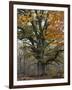 Oak in the Urwald Sababurg, Reinhardswald, Hessia, Germany-Michael Jaeschke-Framed Photographic Print