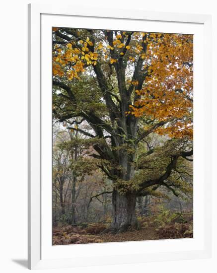 Oak in the Urwald Sababurg, Reinhardswald, Hessia, Germany-Michael Jaeschke-Framed Photographic Print